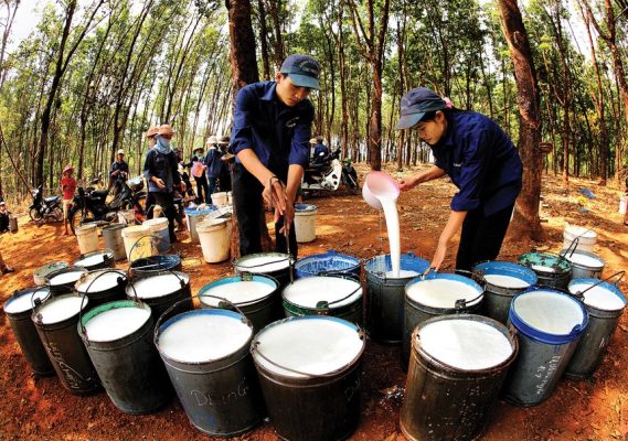 Nhóm cổ phiếu cao su chịu rủi ro kép
