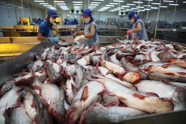Nam Việt là doanh nghiệp chuyên chế biến, xuất khẩu cá tra