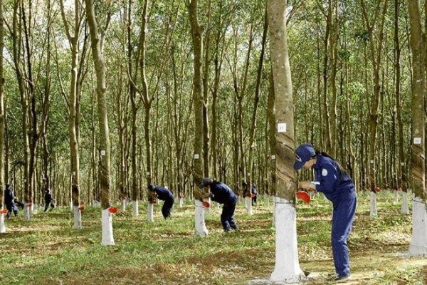 6 tháng đầu năm 2025, Đầu tư Cao su Đắk Lắk (DRI) báo lãi gấp 2,5 lần cùng kỳ