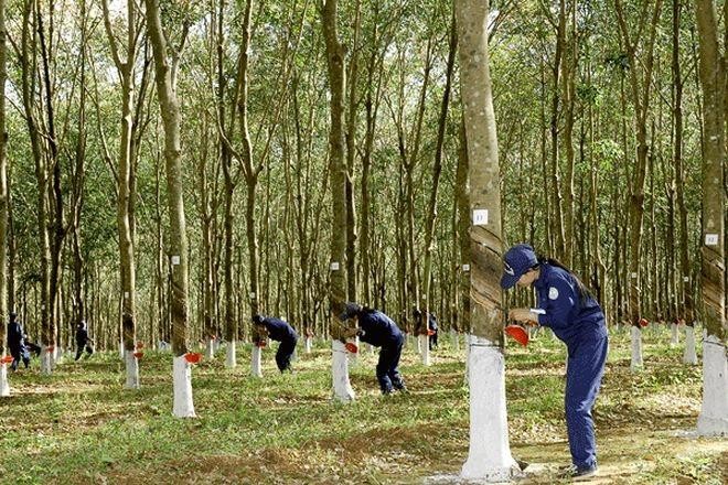 6 tháng đầu năm 2025, Đầu tư Cao su Đắk Lắk (DRI) báo lãi gấp 2,5 lần cùng kỳ