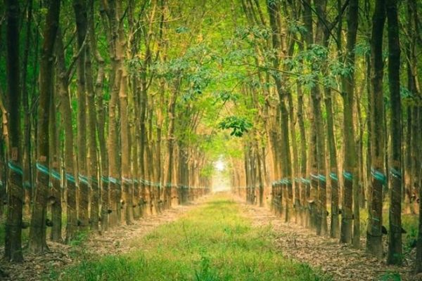 Cao su Đắk Lắk (DRI) sắp trả cổ tức còn lại 2024 bằng tiền mặt, tỷ lệ 5%