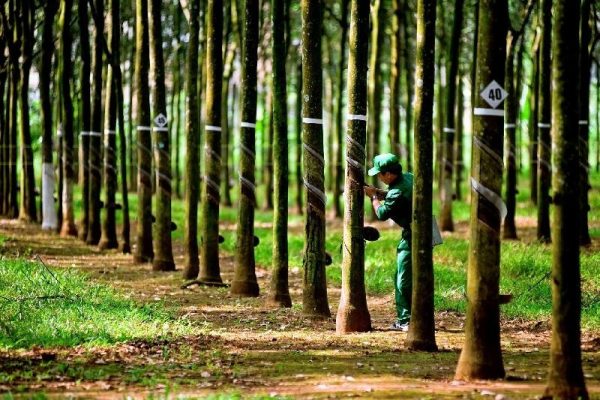 Cao su Tây Ninh (TRC) lãi gấp 3,7 lần trong nửa đầu năm