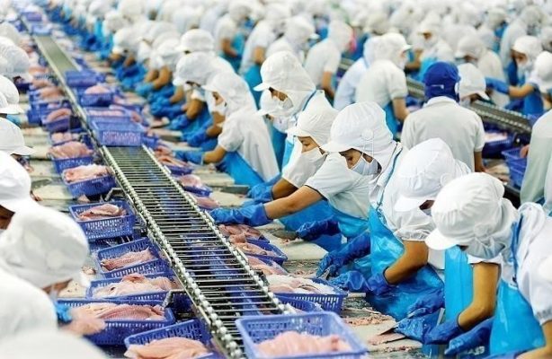 Vĩnh Hoàn (VHC): Thị trường Mỹ và châu Âu tiếp tục là động lực tăng doanh thu trong tháng 7/2025