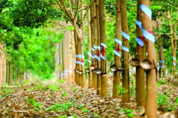 Đầu tư Cao su Đắk Lắk (DRI) bị phạt và truy thu thuế gần 144 triệu đồng