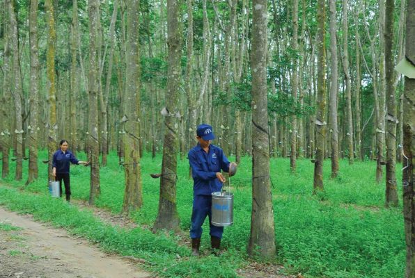 Giá cao su thế giới gần đây điều chỉnh giảm