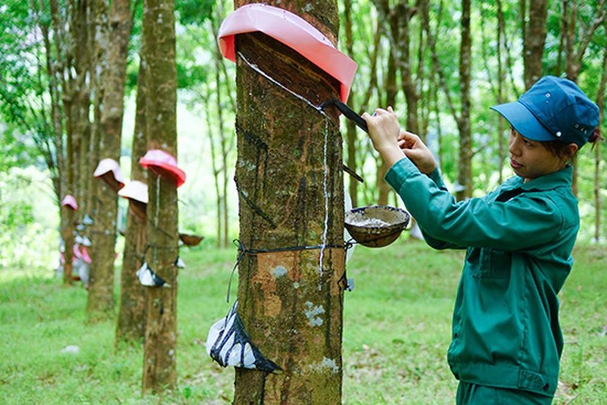 Tập đoàn Cao su Việt Nam (GVR) ước vượt 7,5% kế hoạch lợi nhuận sau 10 tháng