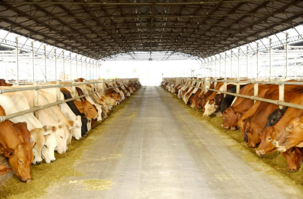 Nông nghiệp Hòa Phát (HPA) chính thức nộp hồ sơ IPO