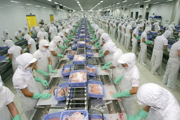 Vĩnh Hoàn (VHC) chốt quyền tạm ứng cổ tức 20% bằng tiền mặt