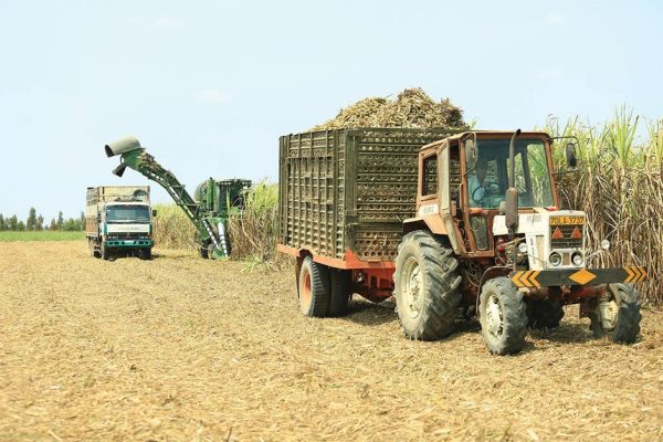 Mía đường Sơn La (SLS) chia cổ tức 150% bằng tiền, gấp rưỡi so với kế hoạch