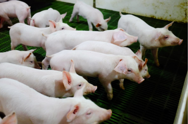 Heo chiếm 43% doanh thu và 77% lợi nhuận của Nông nghiệp Hòa Phát (HPA)