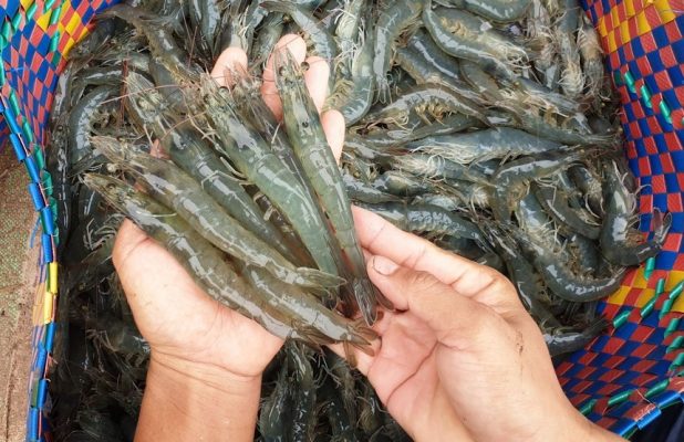 Sao Ta (FMC) lãi sau thuế 251,2 tỷ đồng trong 9 tháng, phát sinh gần 193 tỷ đồng thuế đối ứng