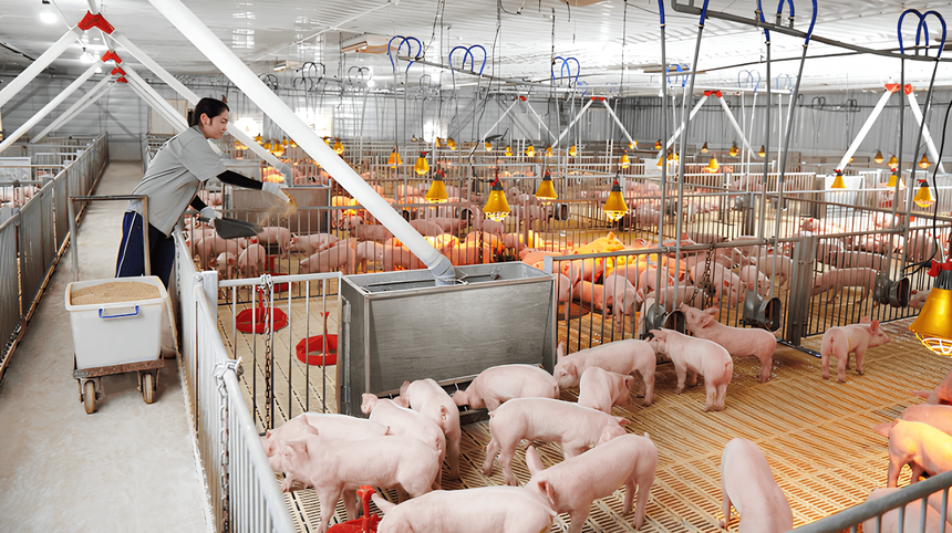 01-9564-6084 Dabaco Việt Nam (DBC) thay đổi mục đích sử dụng vốn đợt phát hành năm 2024