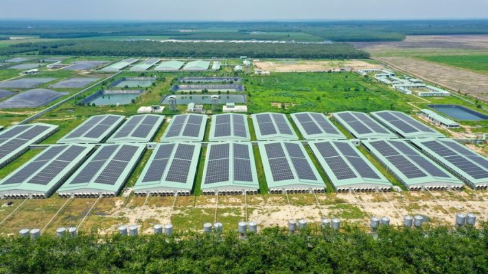 Giữa “tâm bão” ngành chăn nuôi, BAF nỗ lực giữ biên lợi nhuận