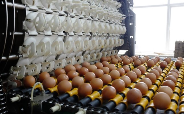 Nông nghiệp Hòa Phát (HPA) đạt doanh thu 8.300 tỷ đồng năm 2025