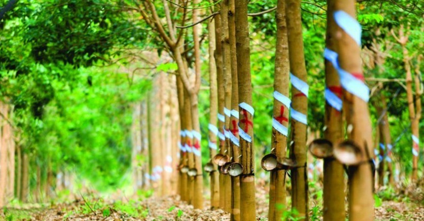 01-7986-3606 Nhóm quỹ VOF Investment Limited không còn là cổ đông lớn tại Cao su Phước Hoà (PHR)