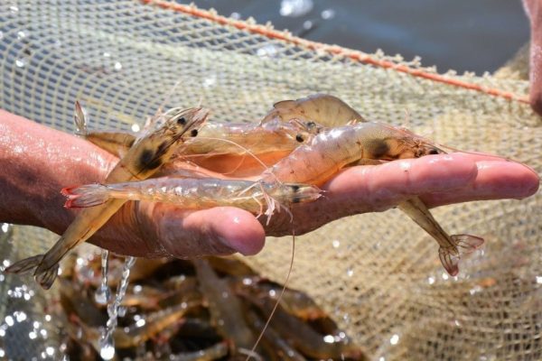 Doanh số Sao Ta (FMC) giảm gần một nửa trong tháng 2 do nghỉ Tết kéo dài