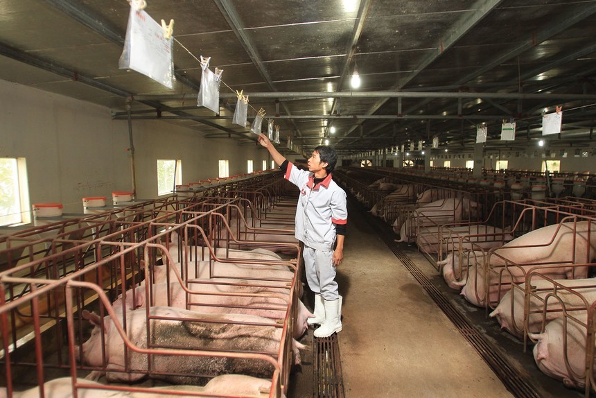 01-1157-3849 Dabaco Việt Nam (DBC): Lãi quý I/2026 giảm 26,4% khi giá heo hơi thấp hơn cùng kỳ