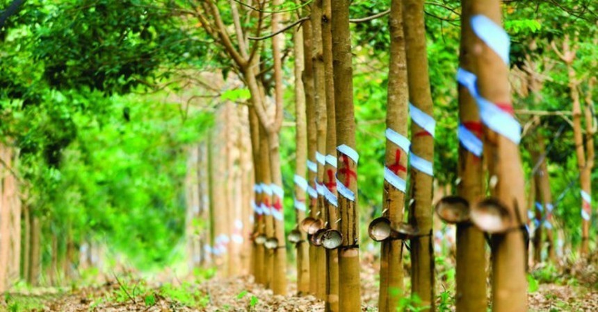 01-5017-1487-1 Cao su Phước Hoà (PHR) bị nhắc nhở chậm công bố thông tin