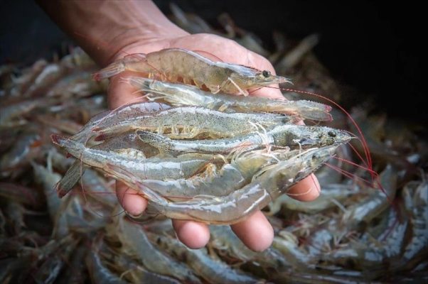 Sao Ta (FMC) đặt mục tiêu lợi nhuận 2026 tăng 10%