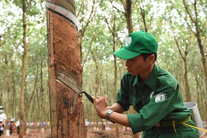 01-5546-3436 Cao su Phước Hoà (PHR) có thể nhận hơn 1.400 tỷ đồng từ đền bù đất phát triển dự án Khu công nghiệp Bắc Tân Uyên 1