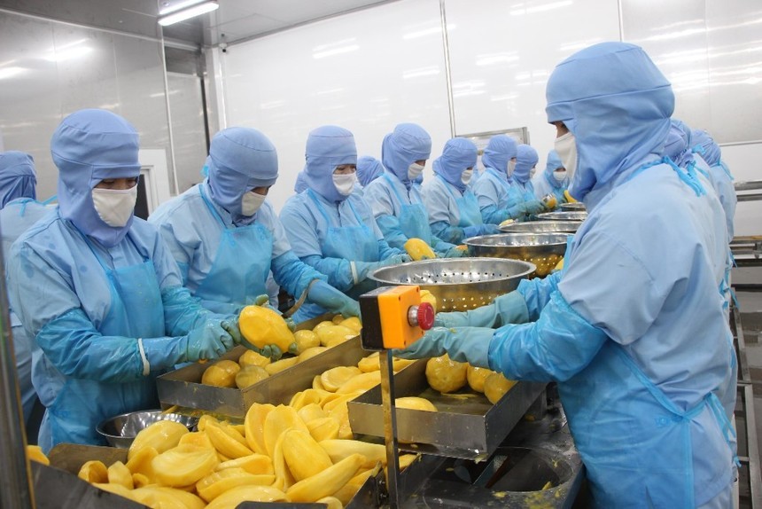 01-7415-6899 Rau quả Thực phẩm An Giang (ANT): Lãi giảm 17,3% trong quý I/2026, dòng tiền âm 45,06 tỷ đồng