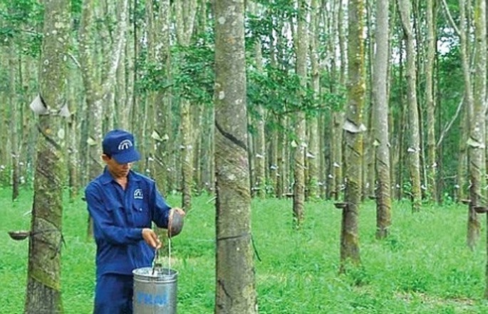 01-3681-4332 Cao su Đồng Phú (DPR) sắp miễn nhiệm Chủ tịch Mai Huỳnh Nhật